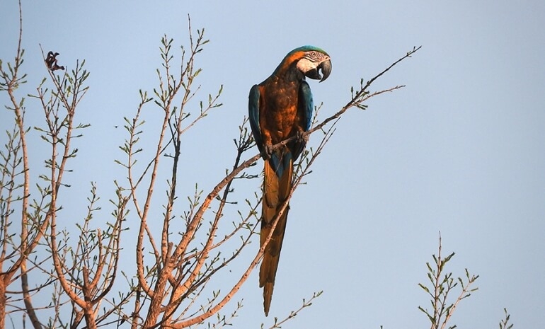 Faune du Cerrado