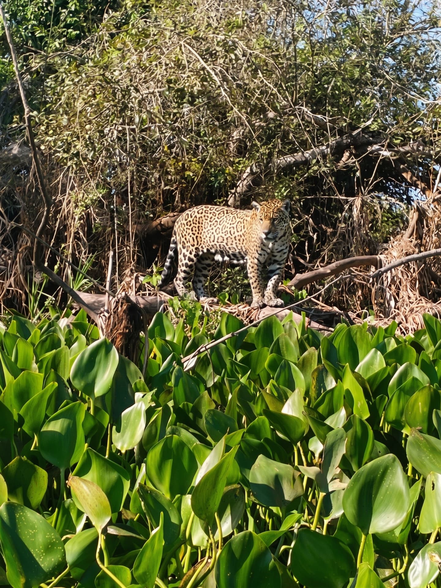 Observation du Jaguar